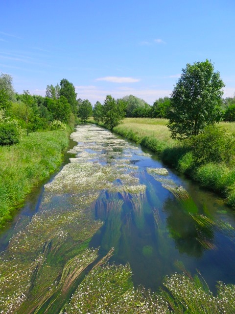 Rheinradweg Blütenteppich auf dem Kanal