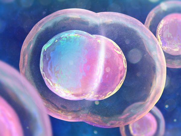 humanembryoc