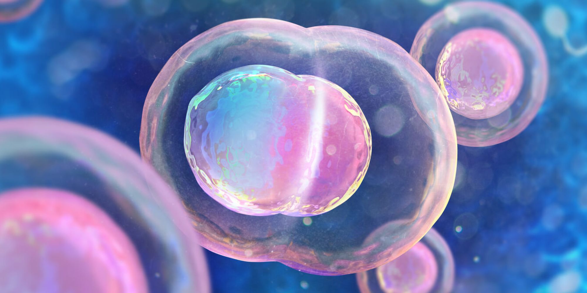 humanembryoc